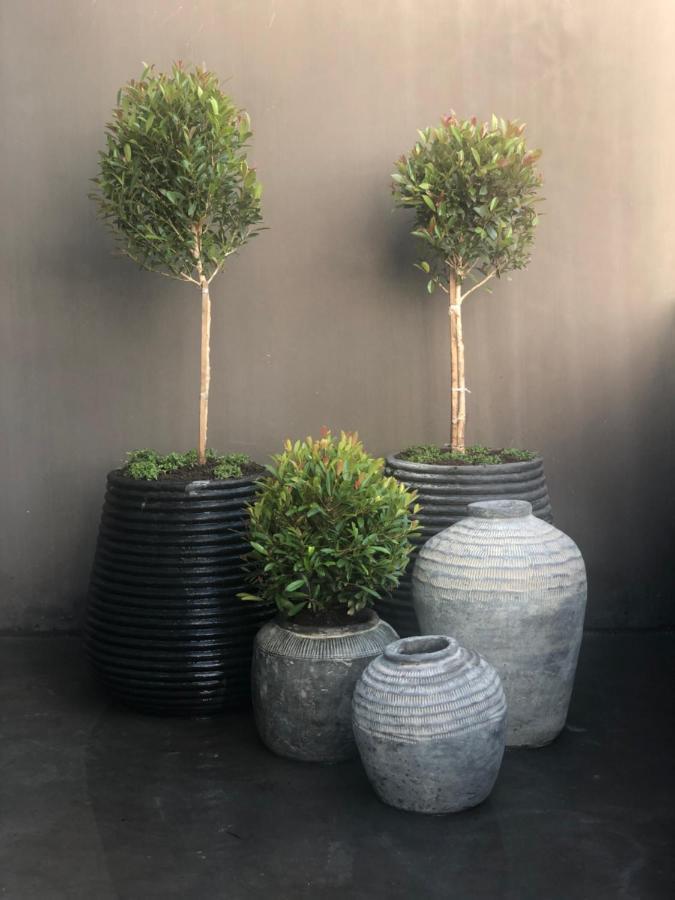 יזרפונטיין The Olive Tree Villa מראה חיצוני תמונה